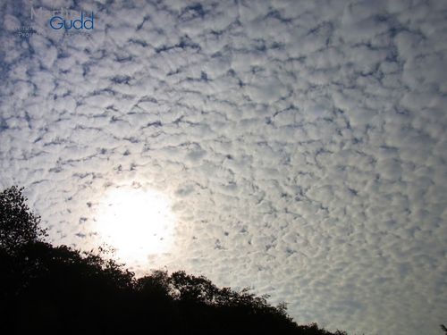 Altocumulus stratiformis perlucidus